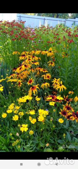 Цветы для посадки в саду