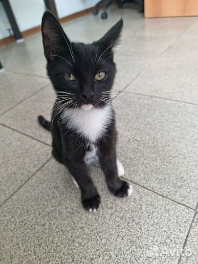 Кошка в дар