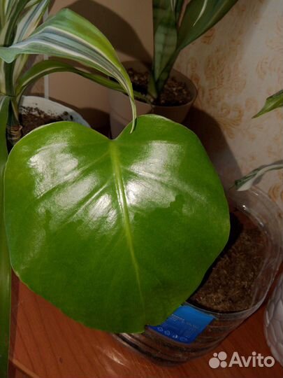 Монстера деликатесная