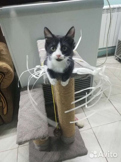 Милашка - Мила