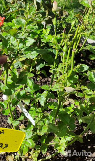 Роза спрей саженцы