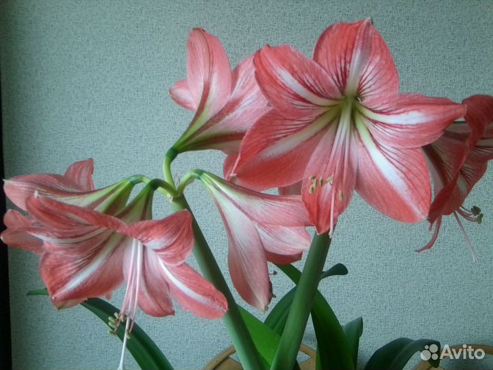 Гиппеаструм