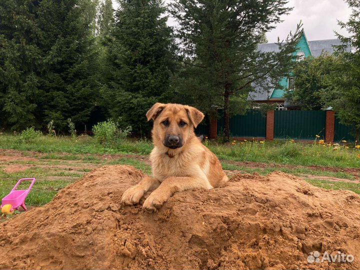 Собака метис