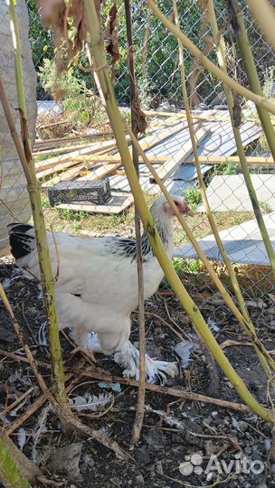 Молодка Брама