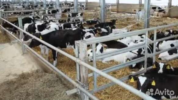 Телята бычки