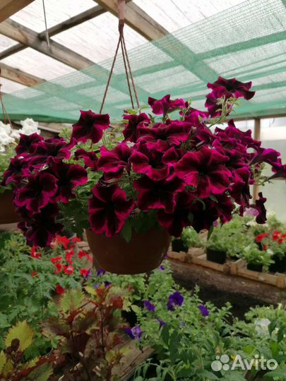 Рассада помидор, рассада петуний