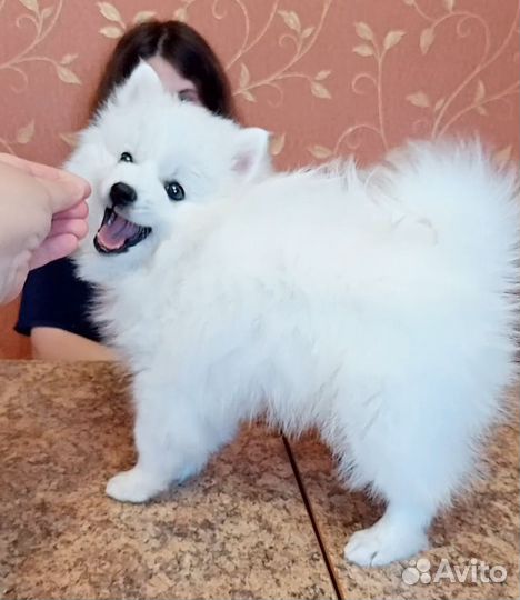 Японский шпиц щенки
