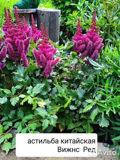 Астильба сортовая