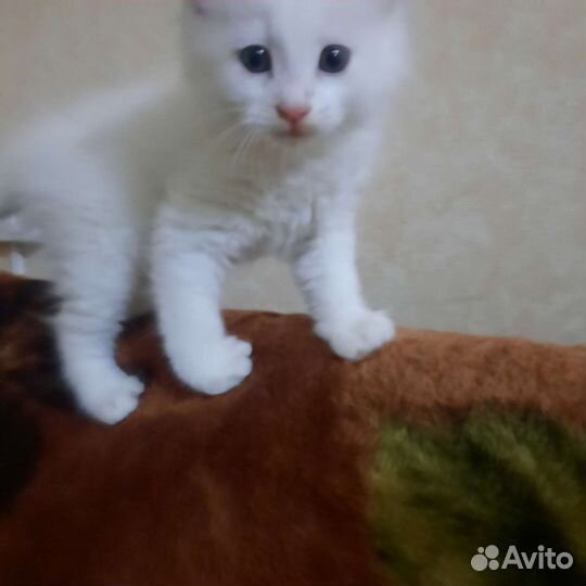 Турецкая ангора (котёнок)