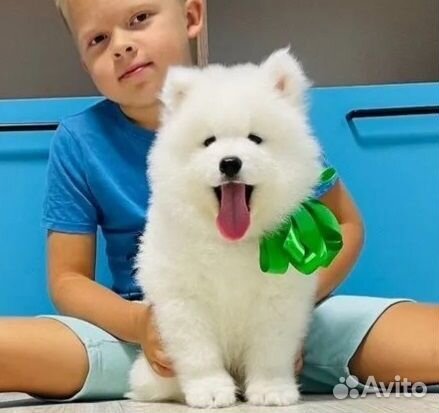 Красивые Щеночки Самоеды (Самоедская Лайка)