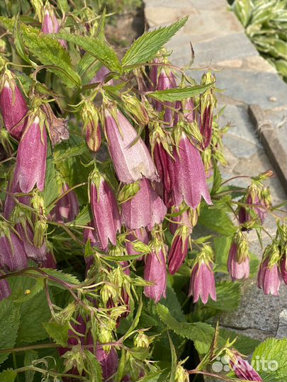 Колокольчик