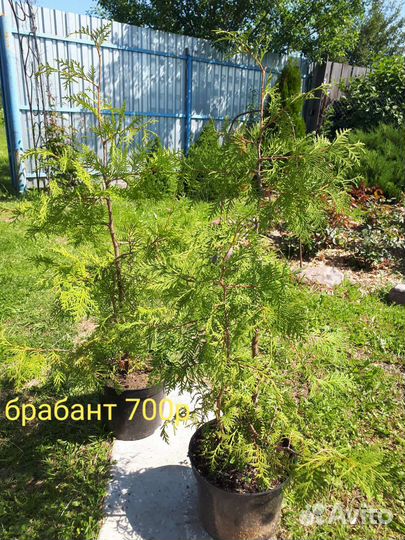 Туя брабант хозери вагнери