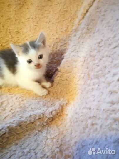 Кошки в добрые руки бесплатно