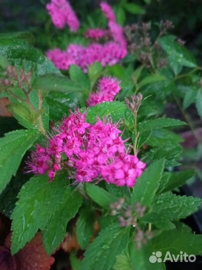 Спирея японская antoni waterer