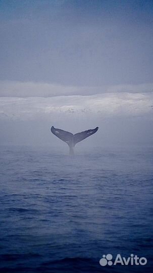 Тур однодневный. Морская прогулка за китами