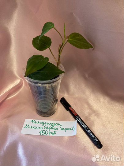 Филодендроны