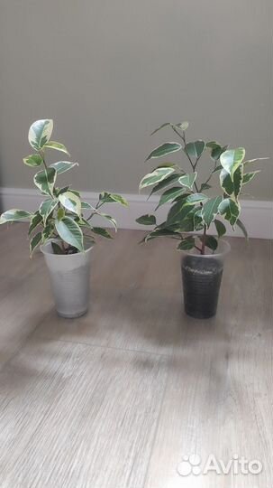 Фикус Бенджамина Кинки