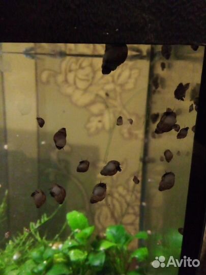 Отдам в дар аквариумных улиток Мелания гранифера