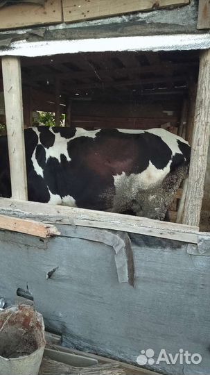 Корова дойная