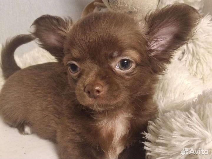 Чихуахуа щенки