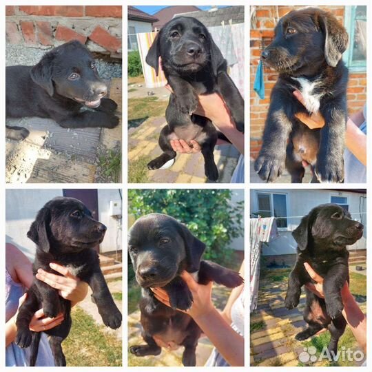 Собаки бесплатно в добрые руки щенки