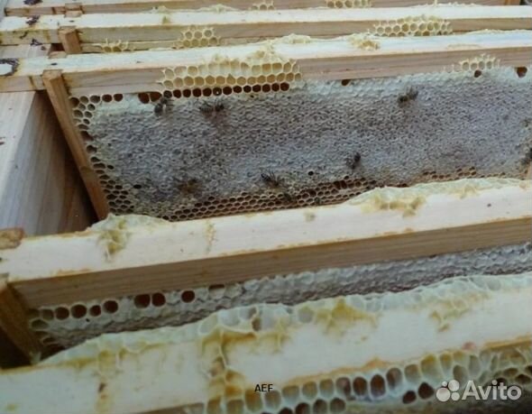 Мёд 24 года из Алтая оптом