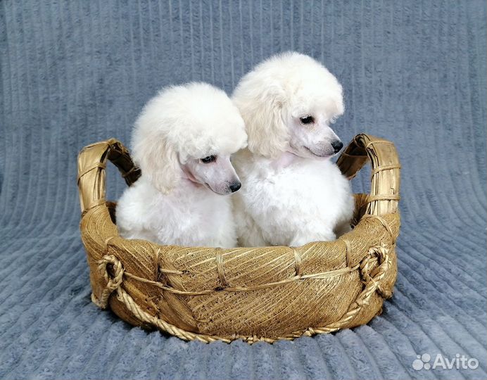 Той пудель малыши