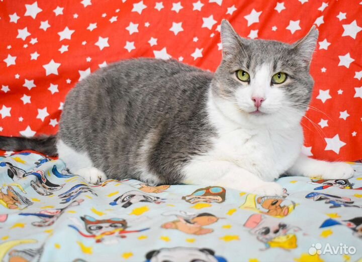 Кот Бася в добрые руки