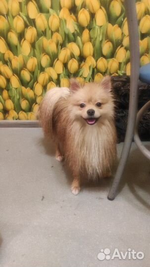 Шпиц вязка мальчик