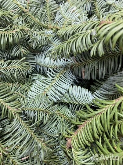 Нобилис свежая поставка