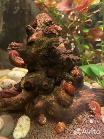 Улитки катушки, растение лимонник