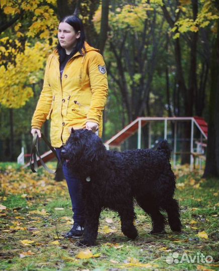 Кинолог, дрессировка собак и щенков свао
