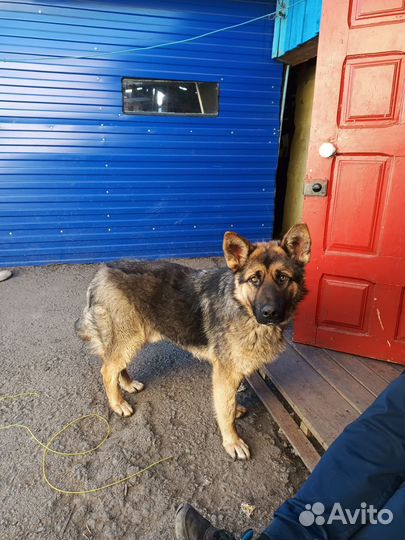 Вязка, немецкая овчарка, кобель