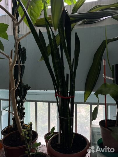 Домашние цветы