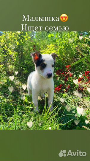 Щенки небольшие в добрые руки