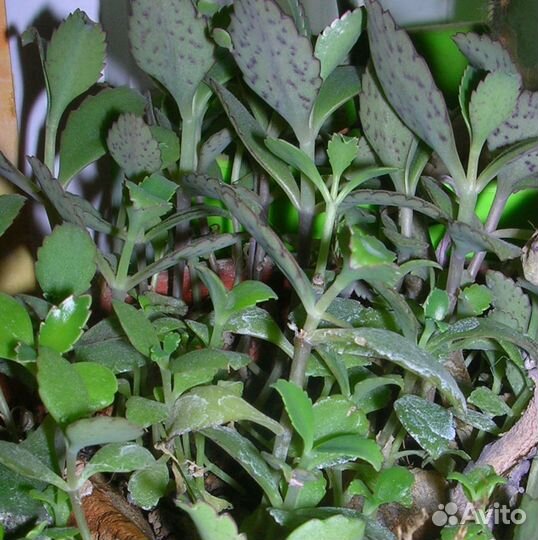 Каланхое саженцы с корнями