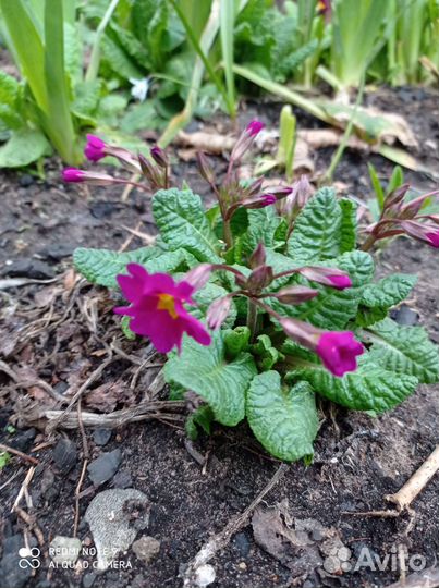 Примула садовая