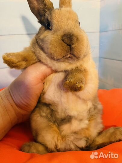 Породистые карликовые кролики