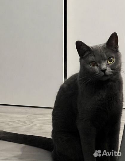 Британская