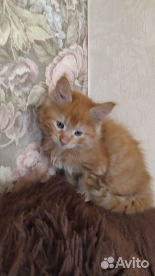 Котята Мейн-кун
