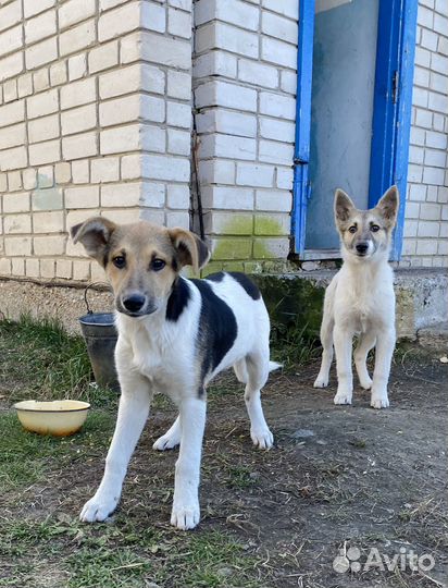 Щеночки в добрые руки