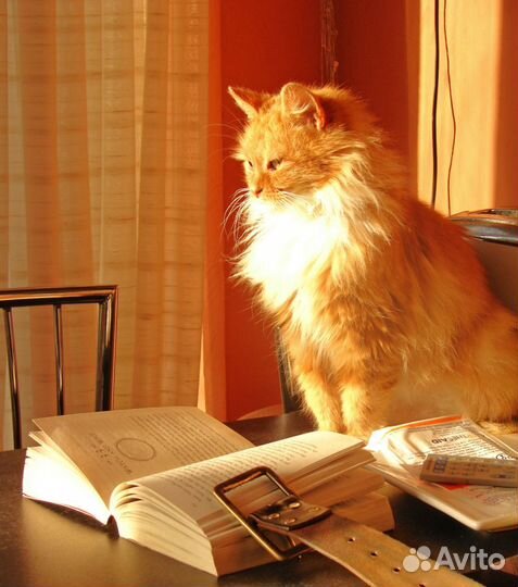 Репетитор по русскому языку начальная школа/5-9кл