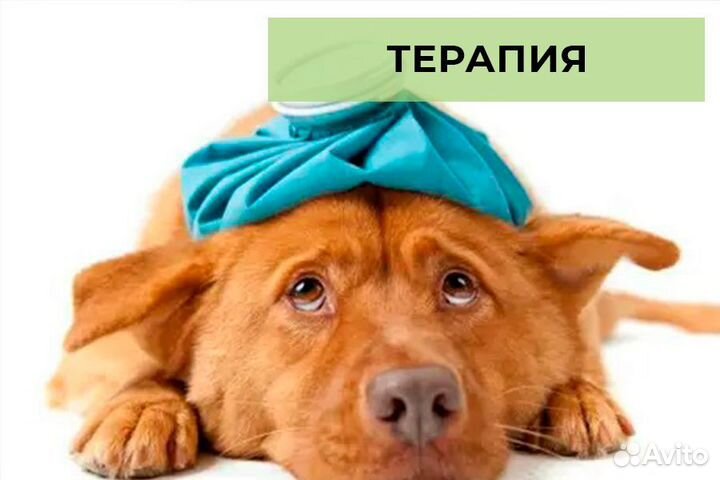 Врач - ветеринар частной практики. Выезд на дом