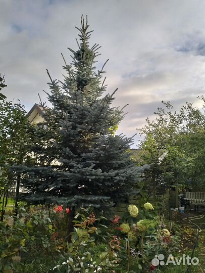 Елка к новому году