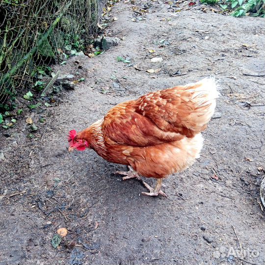 Куры несушки