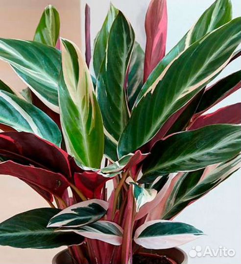 Эффектные декоративно-листные комнатные растения