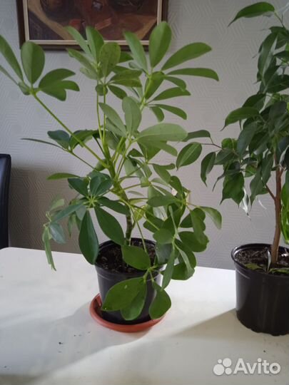 Комнатные растения