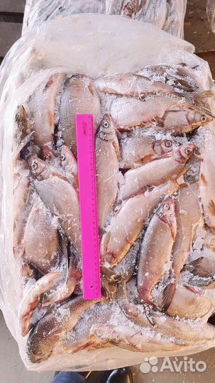 Ряпушка с/м 17+