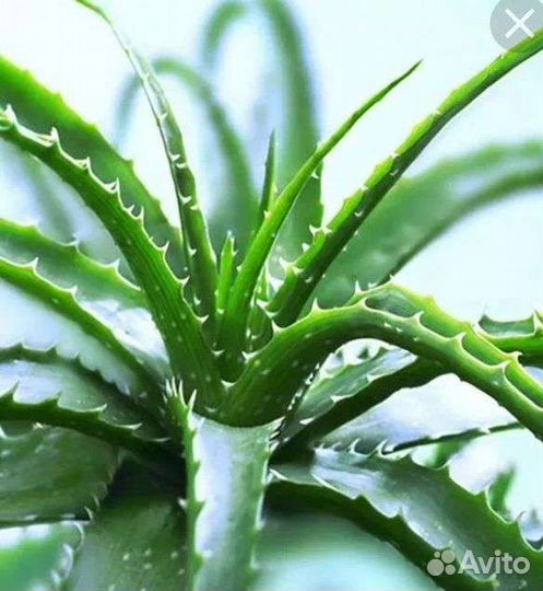 Алоэ столетник