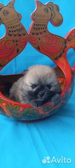 Шпицедетки